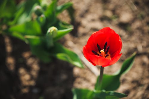 꽃가루, 꽃이 피는, 빨간 튤립의 무료 스톡 사진