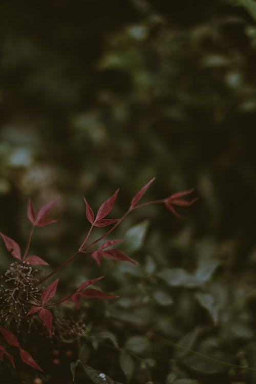 Fotos de stock gratuitas de al aire libre, Arte, bonito