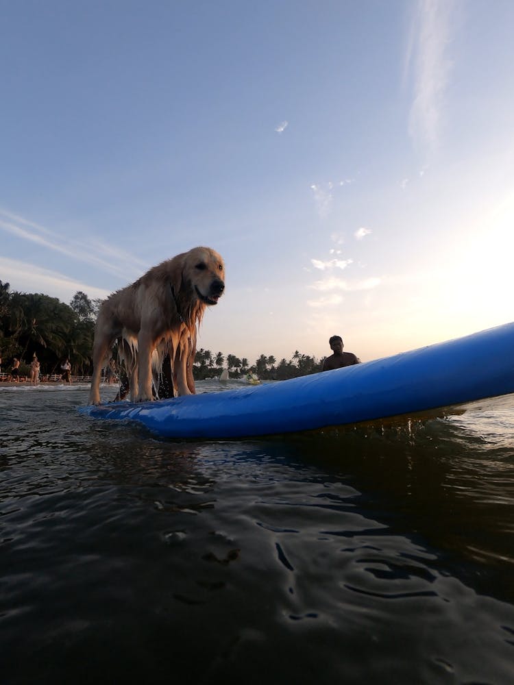 Photo Of Dog On Surf Board