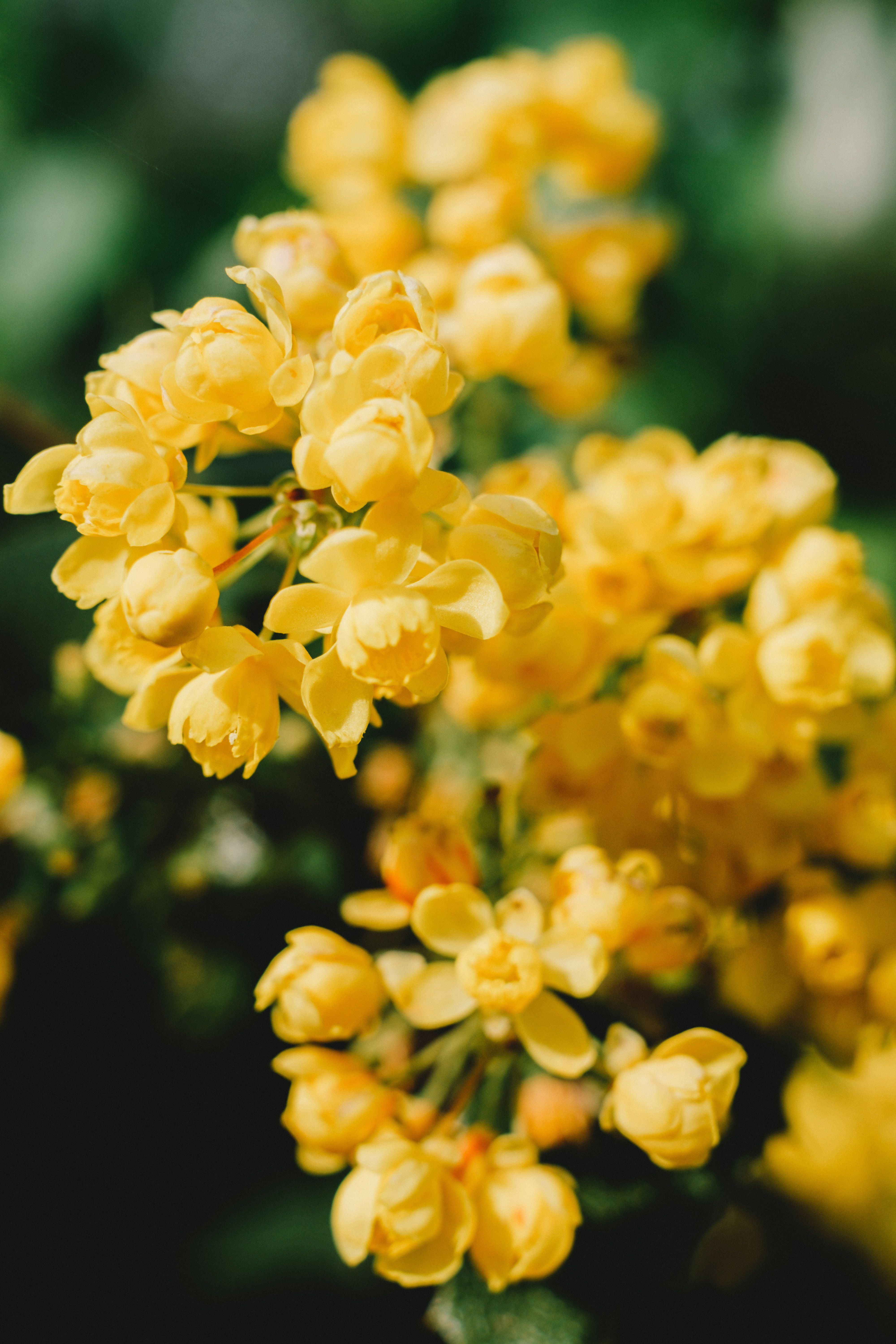 Close-up of bright yellow flowers in full bloom, captured with a beautiful depth of field showcasing nature's springtime beauty.