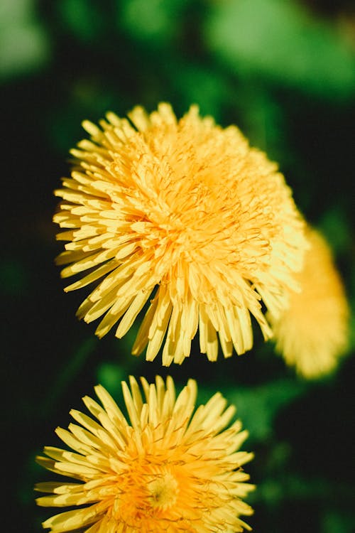 Free Close-Up Yellow Flower in Macro Lens Stock Photo