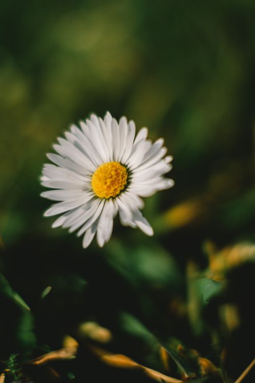 Free Detailed macro shot of a white daisy in full bloom, showcasing its vibrant yellow center against a blurred green background. Stock Photo