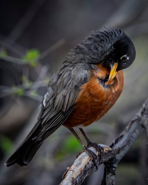 Photo Of Bird Perched On Tree Branch 