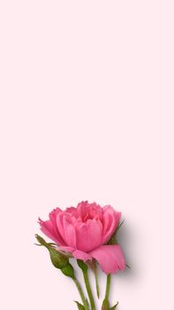 Delicate pink rose in bloom against a minimalist backdrop, emphasizing natural beauty.
