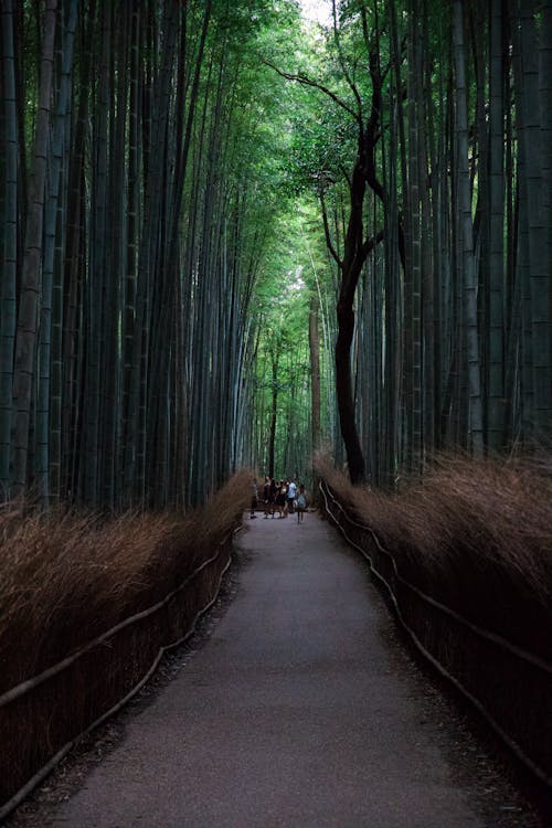 免費 京都, 公園, 地標 的 免費圖庫相片 圖庫相片