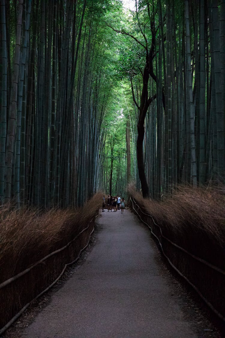 Famous Arashimaya Bamboo Grove In Kyoto, Japan