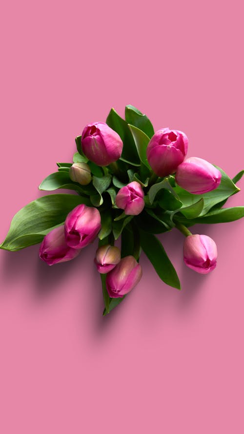 꽃 벽지, 분홍색 꽃의 무료 스톡 사진