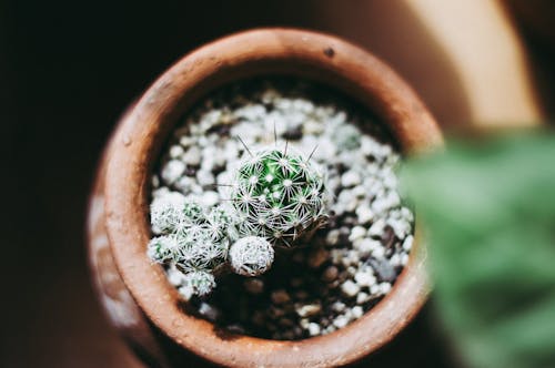 Cactus  in Close Up Photography