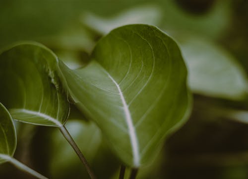 Gratis stockfoto met bladeren, botanisch, delicaat