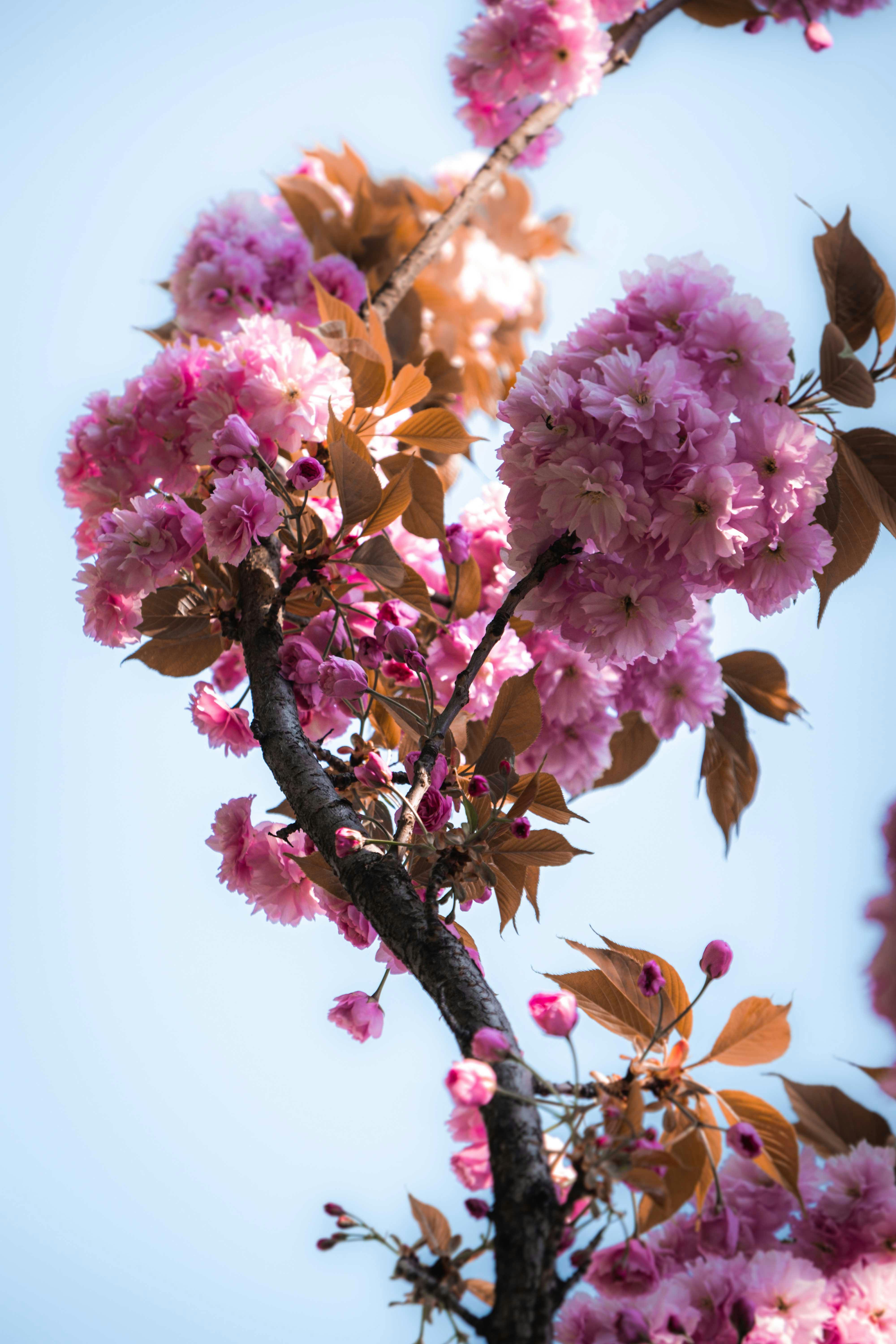 photo of pink flowers