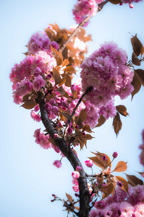 Free Photo Of Pink Flowers Stock Photo