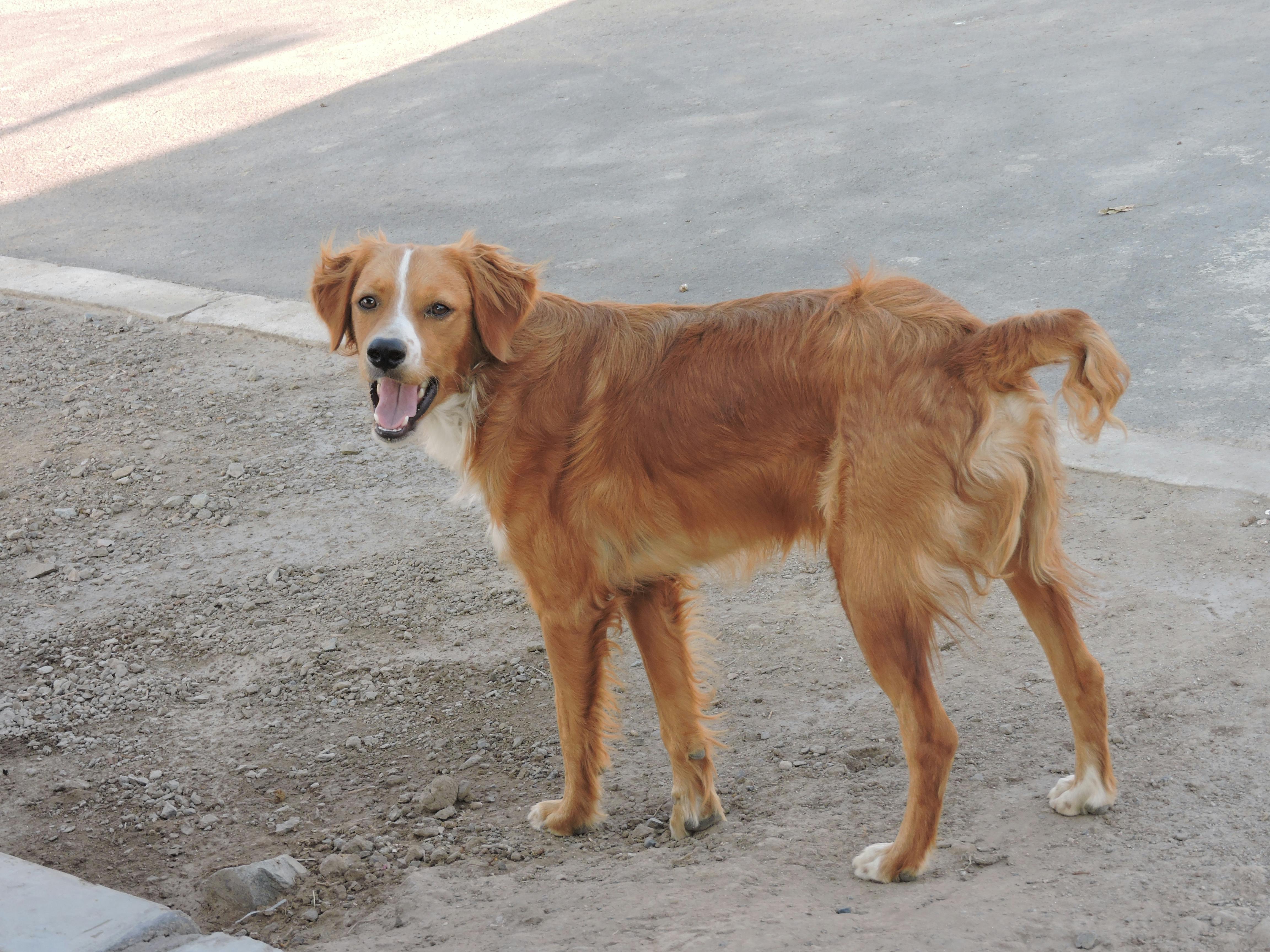 Diagrama da anatomia dos nervos do pé mostrando a distribuição sensitiva.