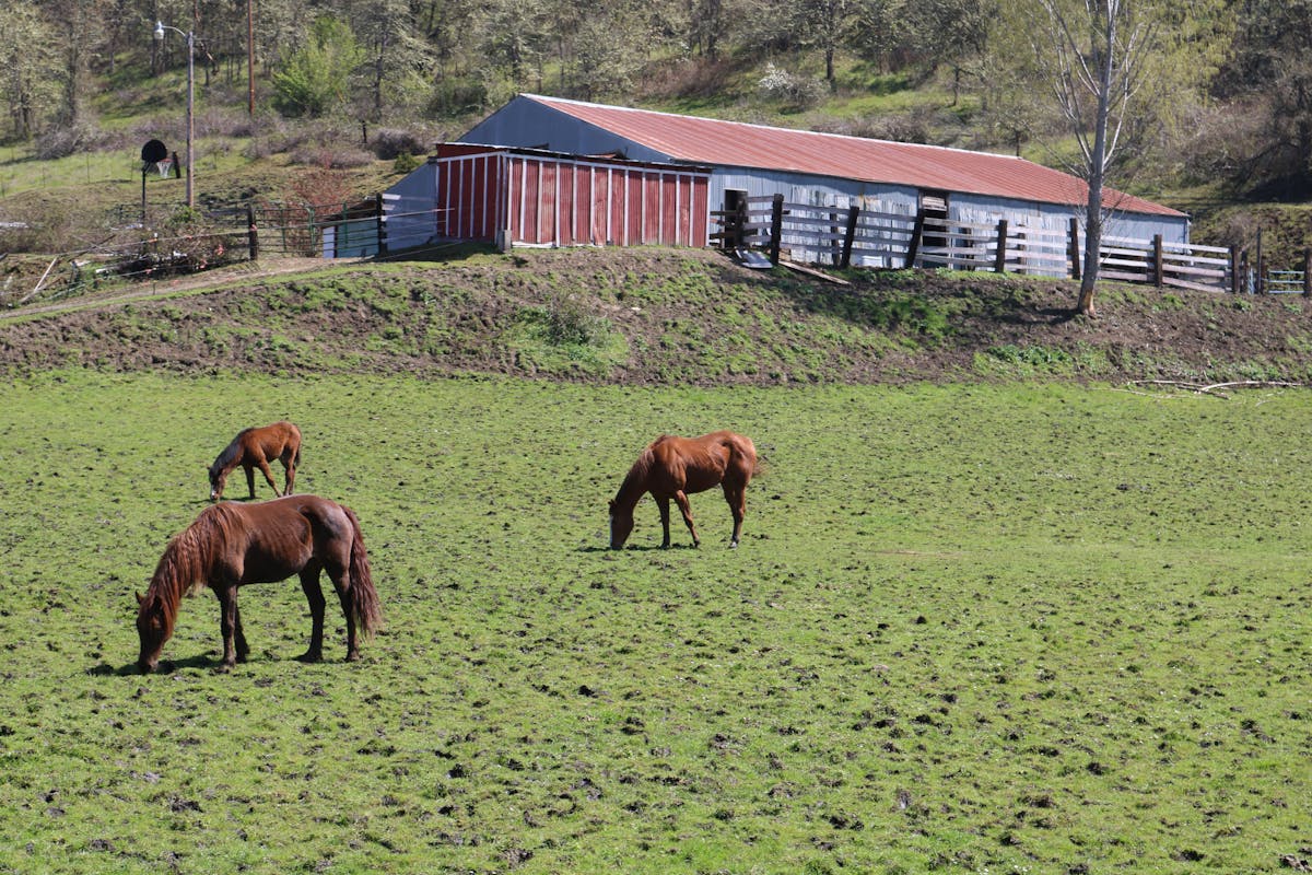 Yogurt-based dressing being whisked in a glass bowl