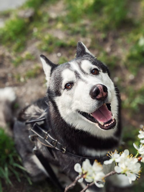 Imagine de stoc gratuită din adâncime de câmp, adorabil, animal