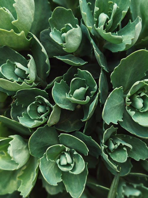 Green Plants in Close Up Photography