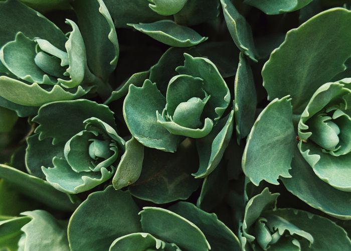 Filipino Oregano Herb - Urban Goes Green Plant Guide