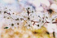 春日阳光明媚，白樱花精致地盛开