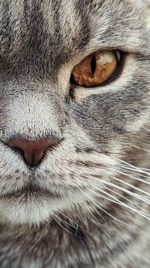 Fotobanka s bezplatnými fotkami na tému chlpatý, fúzy, mačací