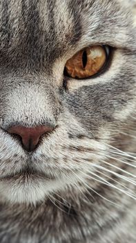 一张灰色虎斑猫脸的特写，它有着引人注目的黄色眼睛和胡须