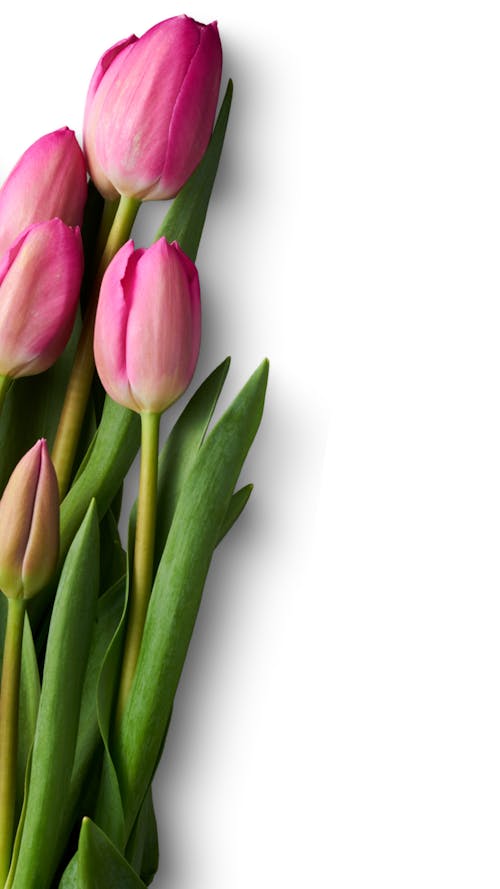 Безкоштовне стокове фото на тему «квітка фону, шпалери з квітами»