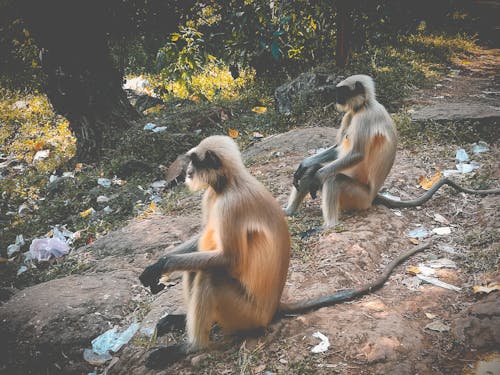 Free stock photo of baby monkey, monkey mountain