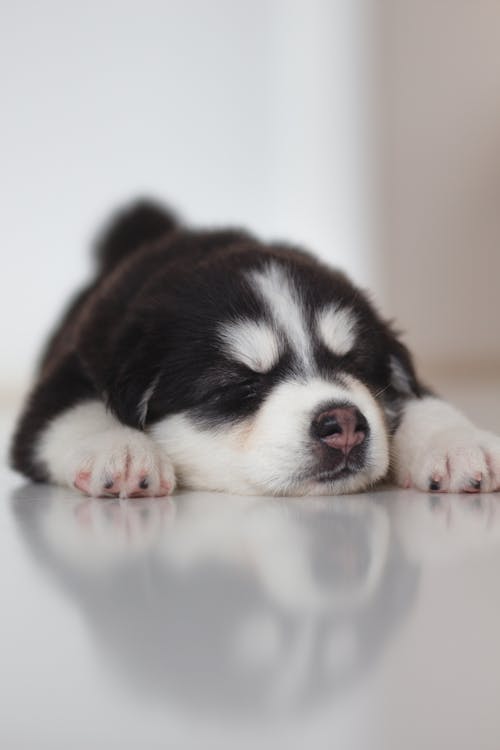 Free Close-Up Photo Of Puppy Stock Photo