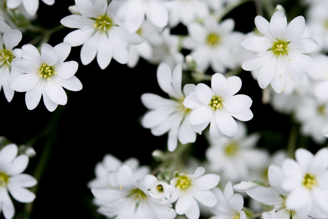 Closeup Photography of White Clustered Flowers