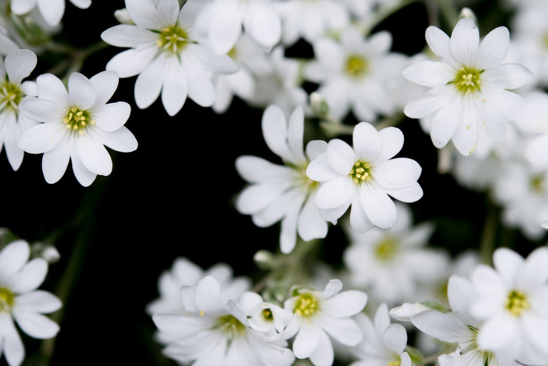 Gratis lagerfoto af blomster, blomstrende, delikat