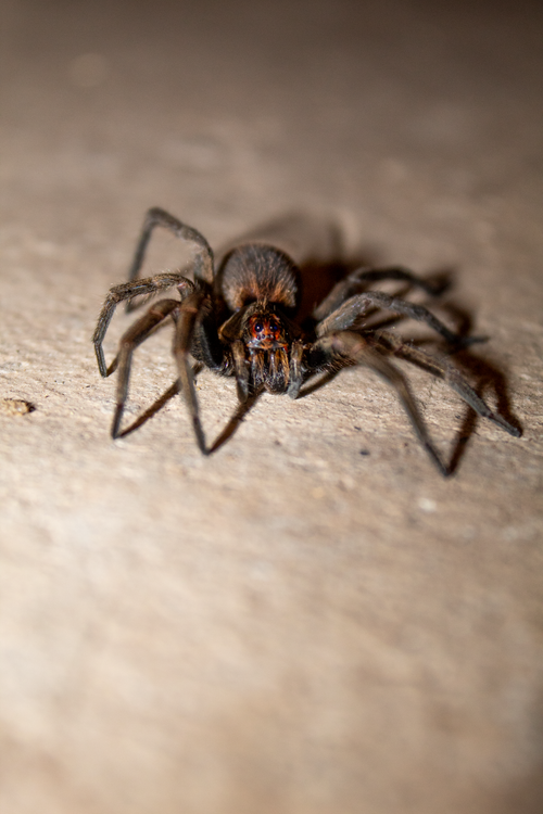 Free stock photo of animals, spider Stock Photo