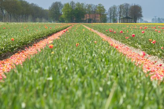 A scenic view of a vibrant tulip field in full bloom, capturing the essence of spring in the rural countryside.