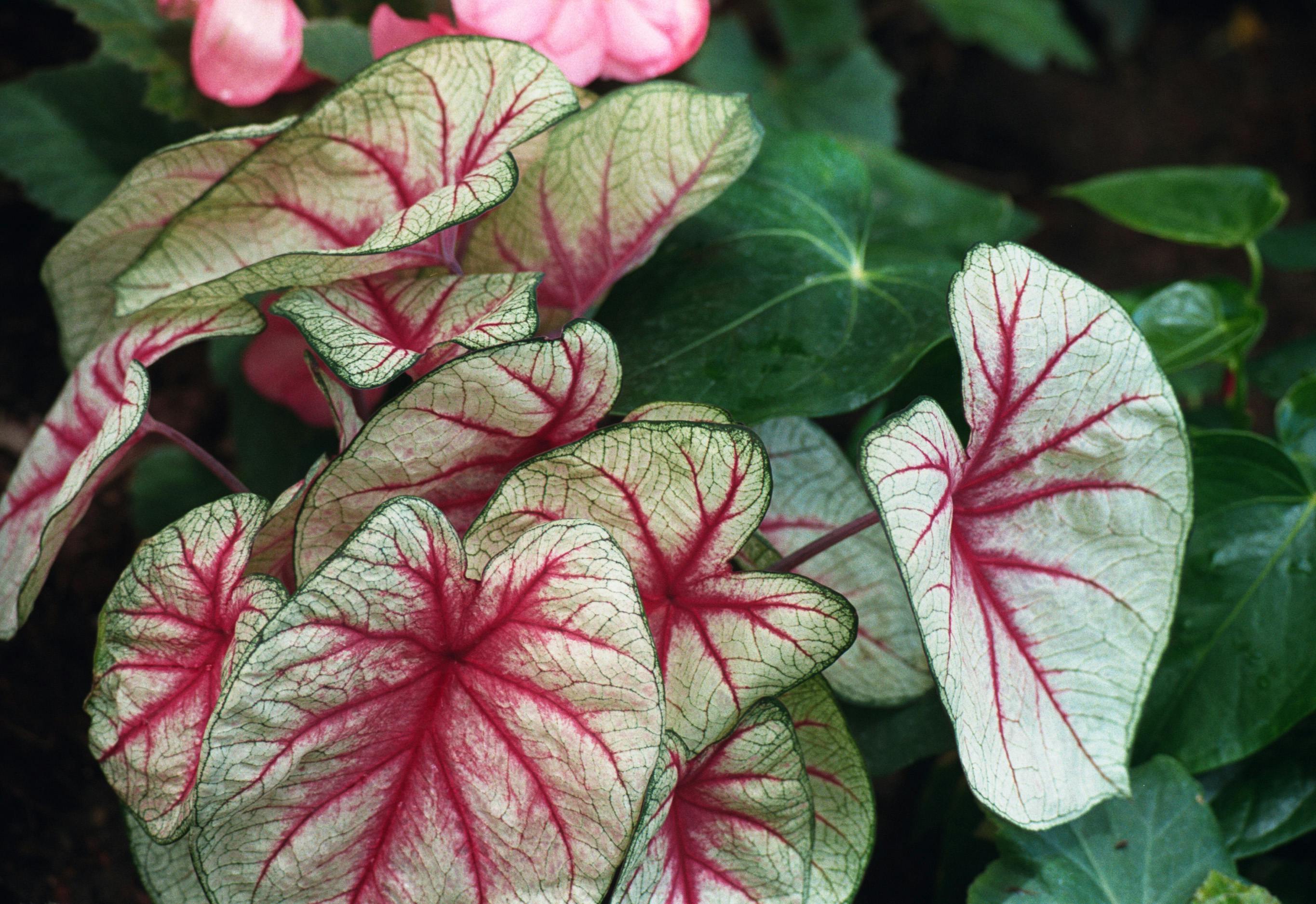 Free stock photo of colorful, elephant ear, green