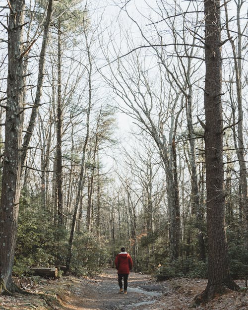 Back View Shot of a Person in Red Jacket Walking on a Pathway of a Forest