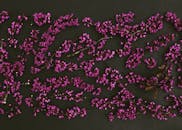 在黑暗背景下艺术排列的紫色花朵，非常适合创意项目