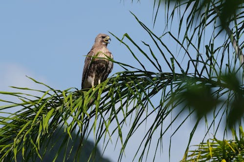 From below of common buzzard sitting on branch with long leaves and looking away with beak opened