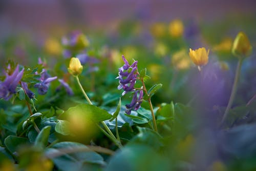 Foto d'estoc gratuïta de atmosfèric, flor, flors