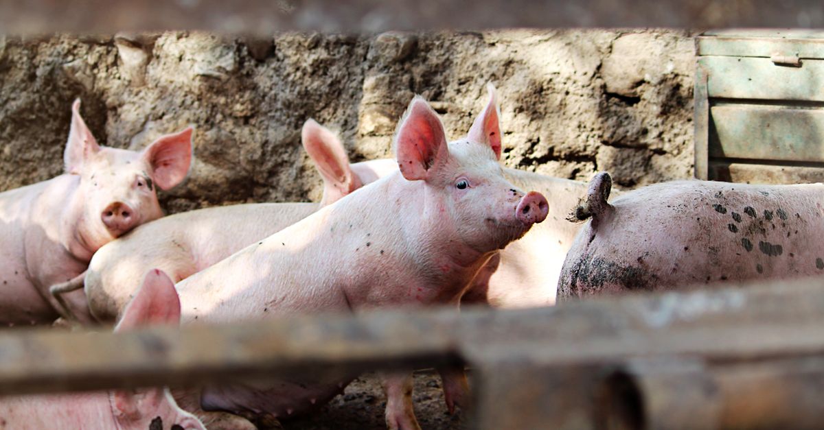Female Pig In Pigsty In Sunlight Free Stock Photo female-pig-in-pigsty-in-sunlight-free-stock-photo