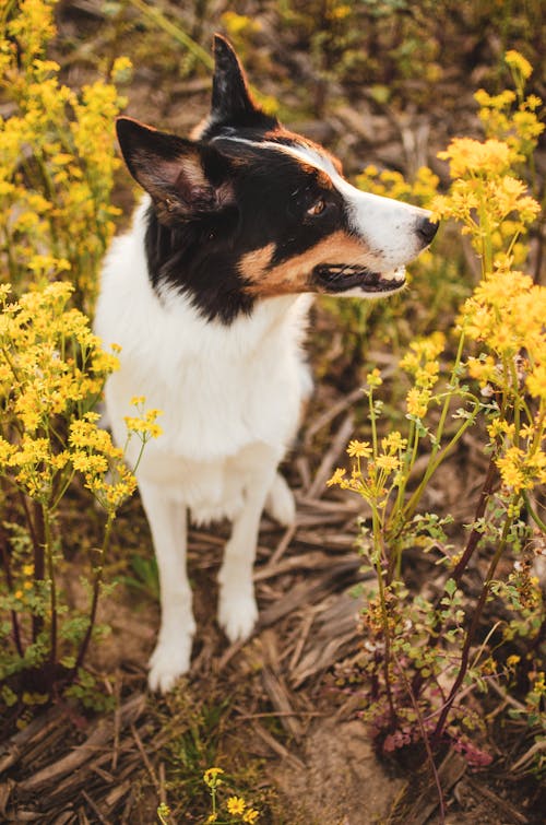 Photos gratuites de animal domestique, border collie, chien