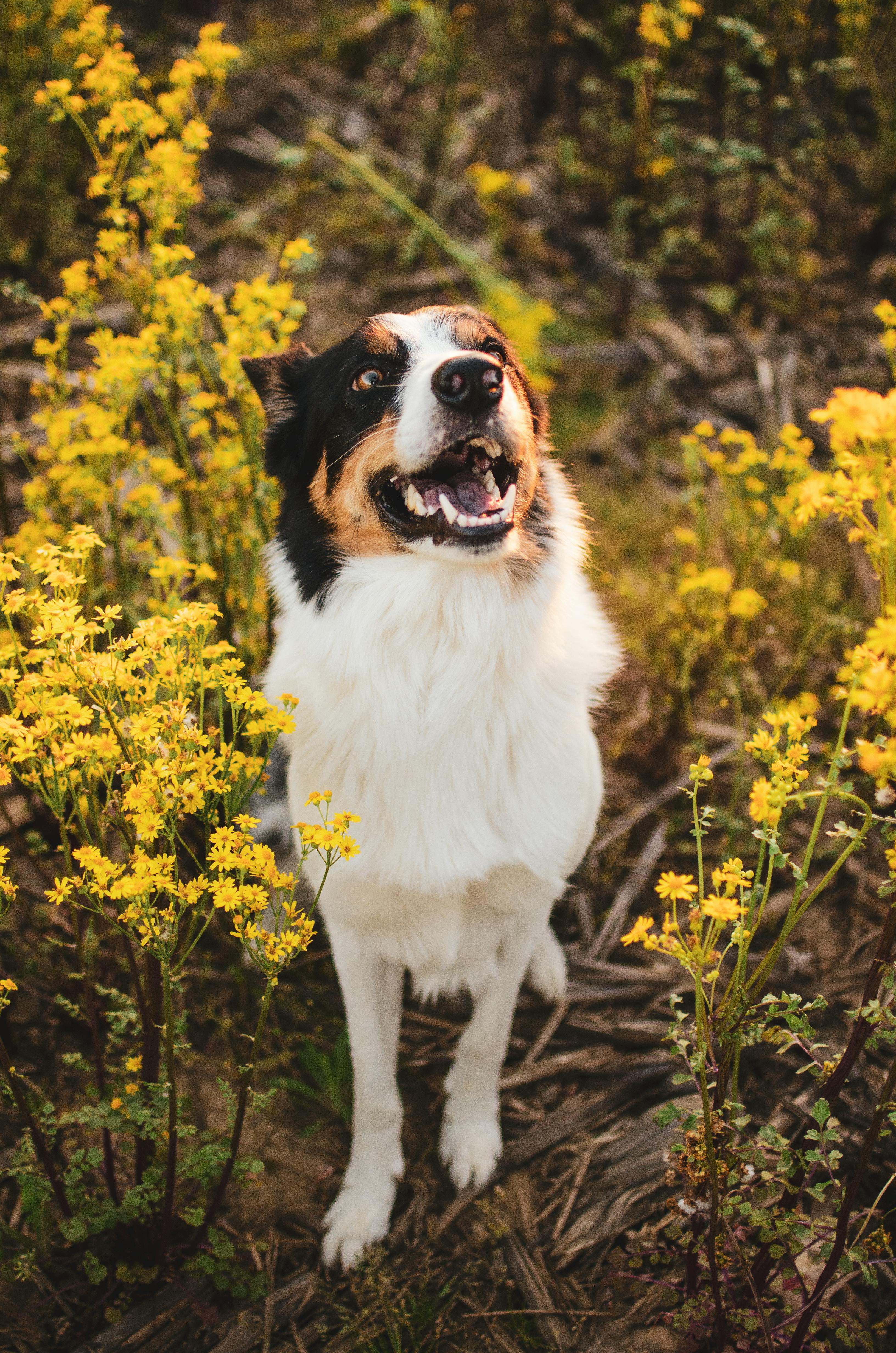 Border Collie Dog Stand Up On The Flowers Background Stock Photo