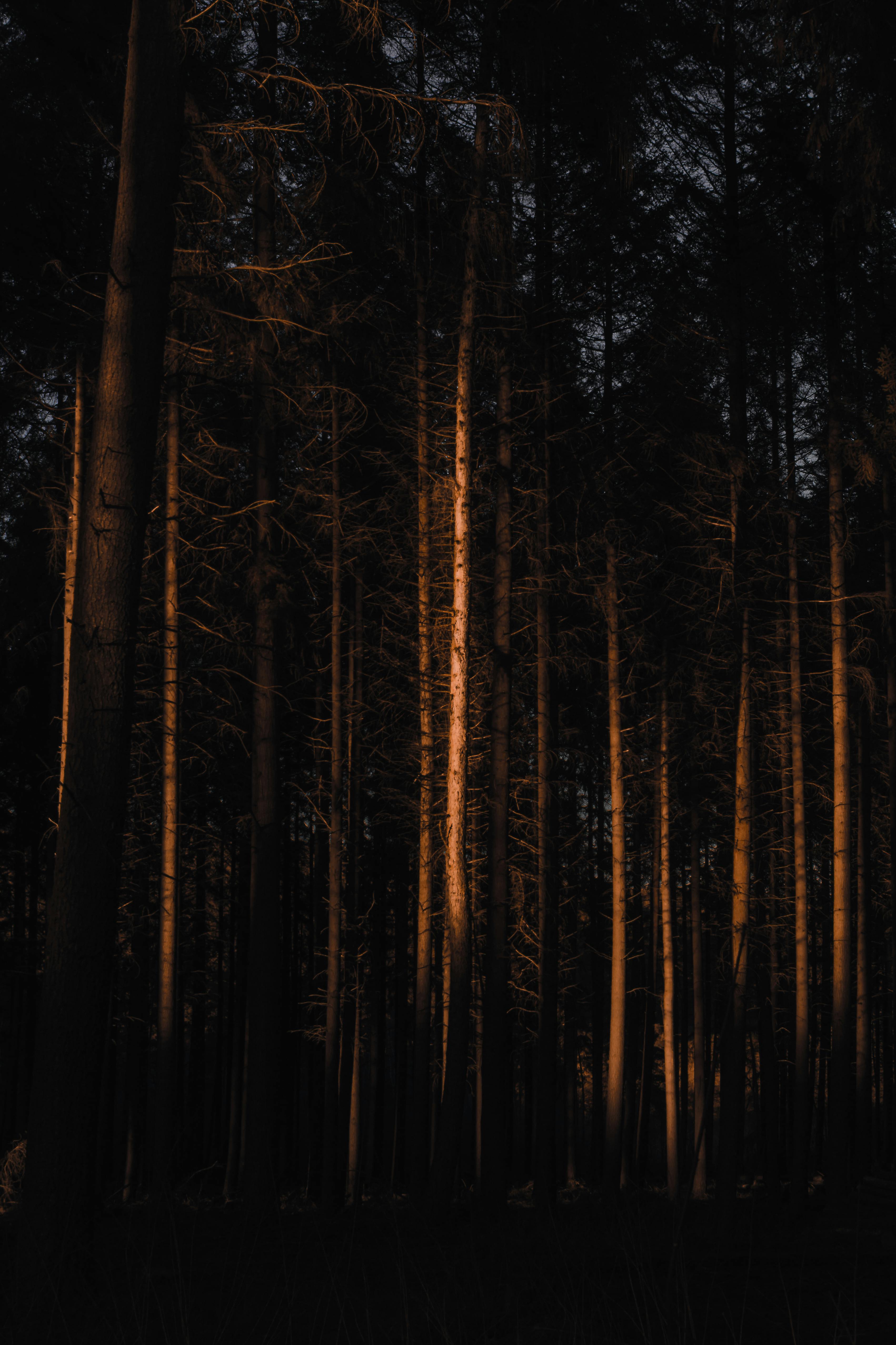 leafless coniferous in dark forest