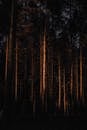 Leafless coniferous in dark forest