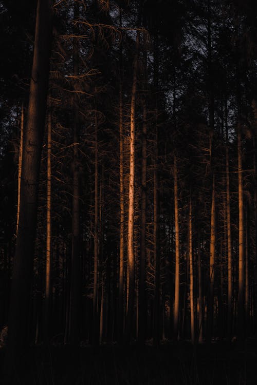 Free Leafless coniferous in dark forest Stock Photo