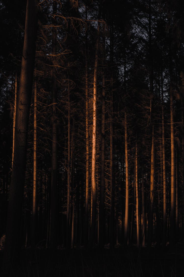 Leafless Coniferous In Dark Forest