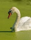 White Swan Swimming in Polluted Overgrown Water