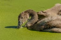 Gosling Swimming in Polluted Water