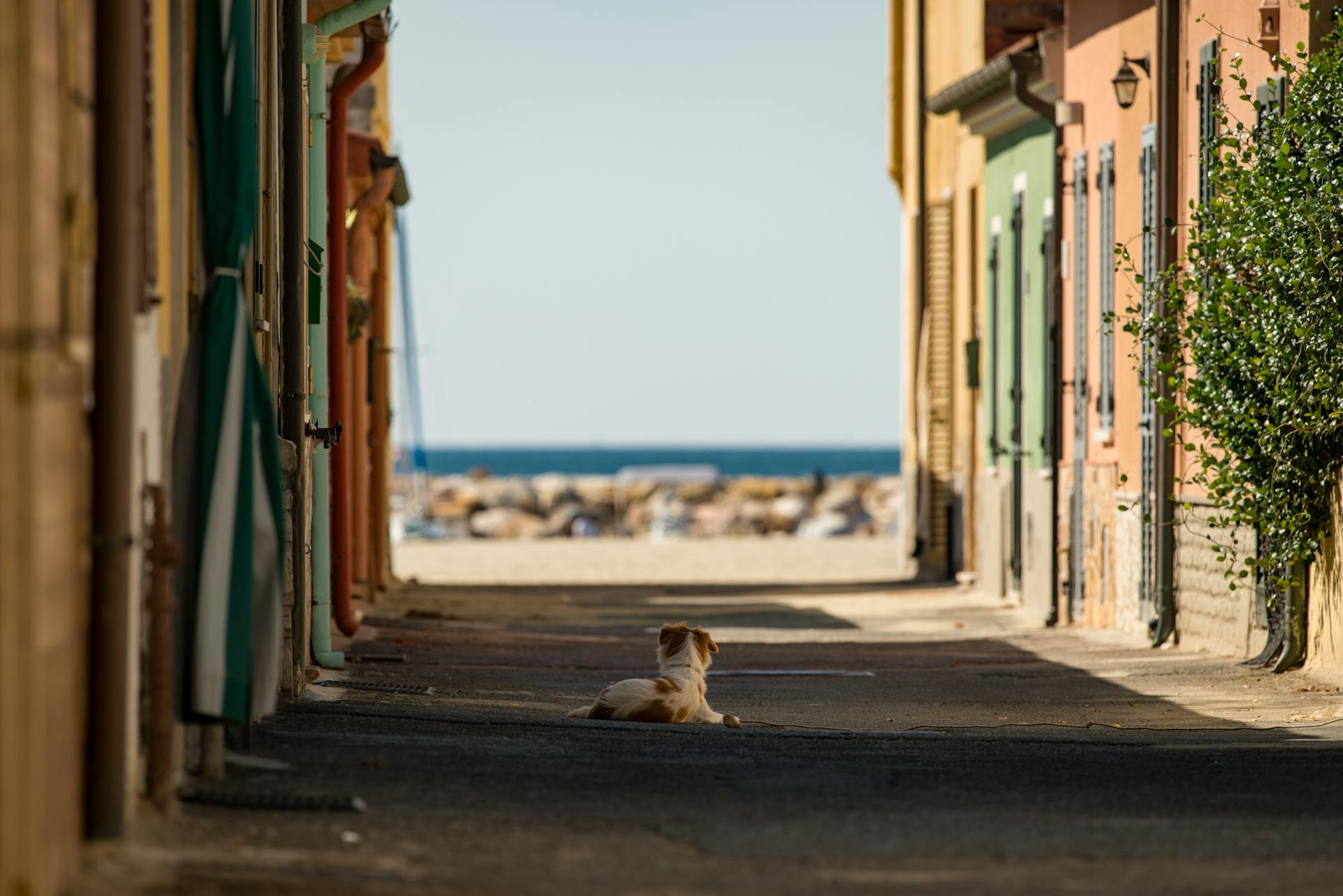 Dog looking at sea while resting on yard