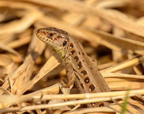 Free Close up of Lizard Stock Photo