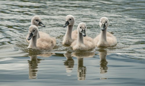 Young grey swans swimming in lake