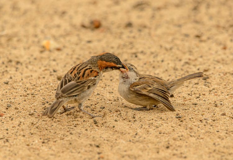 Female Sparrow Feeding Baby Bird On Sand