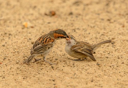 Free Adult female sparrow with light brown plumage feeding baby bird while standing on sand in daylight Stock Photo