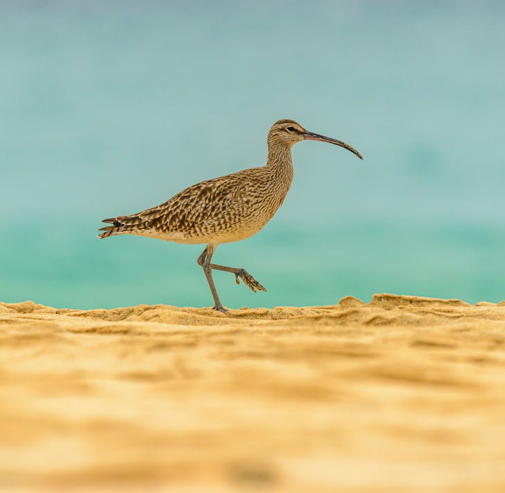 Numenius arquata with light brown feather and long thin beak walking on sand on daylight on blurred background